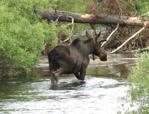 Moose photographed in Idaho