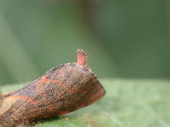 Phymatopus hectoides