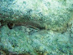 Serranus psittacinus