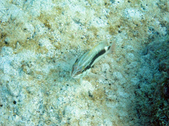 Serranus psittacinus