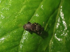 Hormorus undulatus