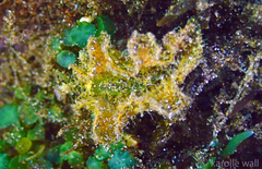 Elysia tomentosa