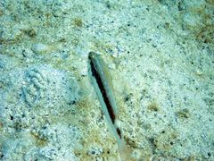 Serranus psittacinus