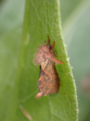 Phymatopus hectoides