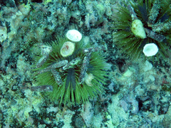 Lytechinus semituberculatus