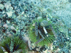 Lytechinus semituberculatus