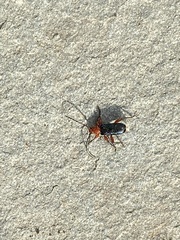 Phymatodes