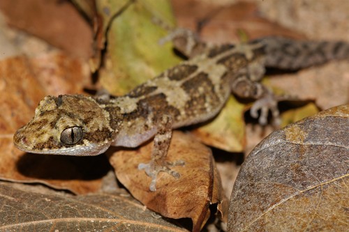 Madagascar Dwarf Leaf-toed Gecko, Paroedura vazimba