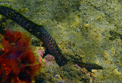 Gymnothorax undulatus