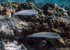 Valenciennea strigata