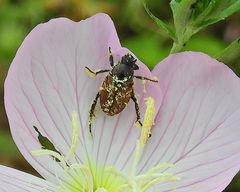 Strigoderma arbicola