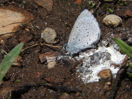 iNaturalist observation photo of Echo Azure