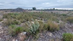 Leucadendron cinereum
