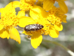 Acmaeodera retifera