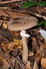 Amanita cinereoannulosa
