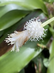 Carex fraseriana
