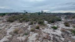 Leucadendron cinereum