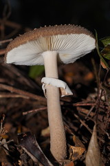 Amanita cinereoannulosa