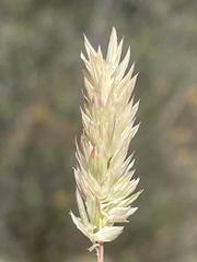 Phalaris lemmonii