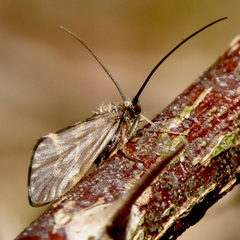 Brachycentrus