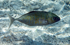 Flavocaranx bajad