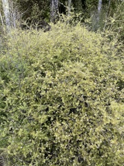 Leptecophylla juniperina