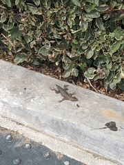Sceloporus occidentalis