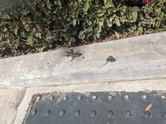 Sceloporus occidentalis