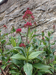 Centranthus ruber