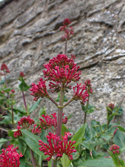 Centranthus ruber