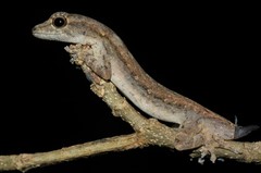 Lygodactylus tolampyae