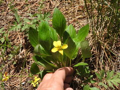 Viola praemorsa linguifolia