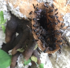 Lestrimelitta niitkib