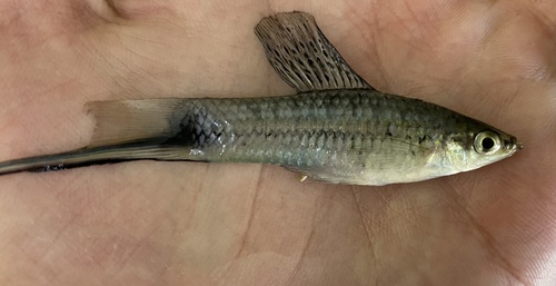 Mexican swordtail (Xiphophorus montezumae) — Poeciliidae — 2
