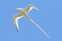 Phaethon lepturus catesbyi