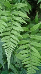 Metathelypteris adscendens