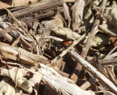 Sphecodes albilabris