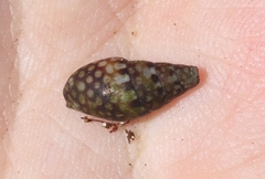 Mitrella ocellata