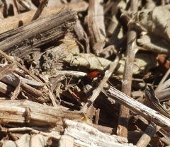 Sphecodes albilabris