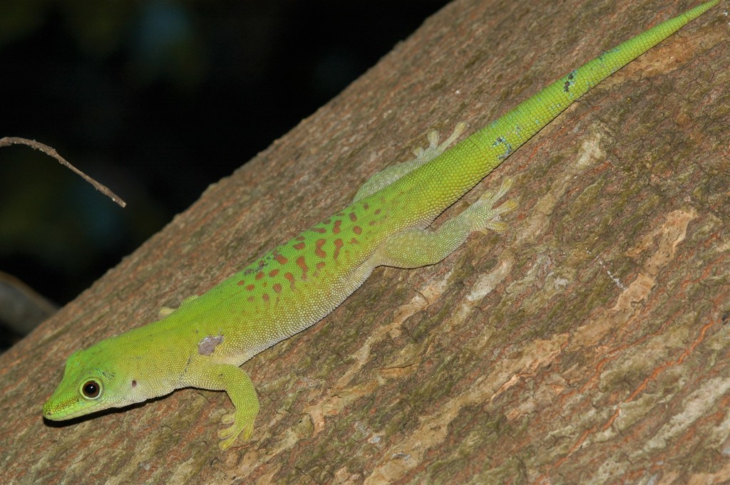 Koch's Day Gecko