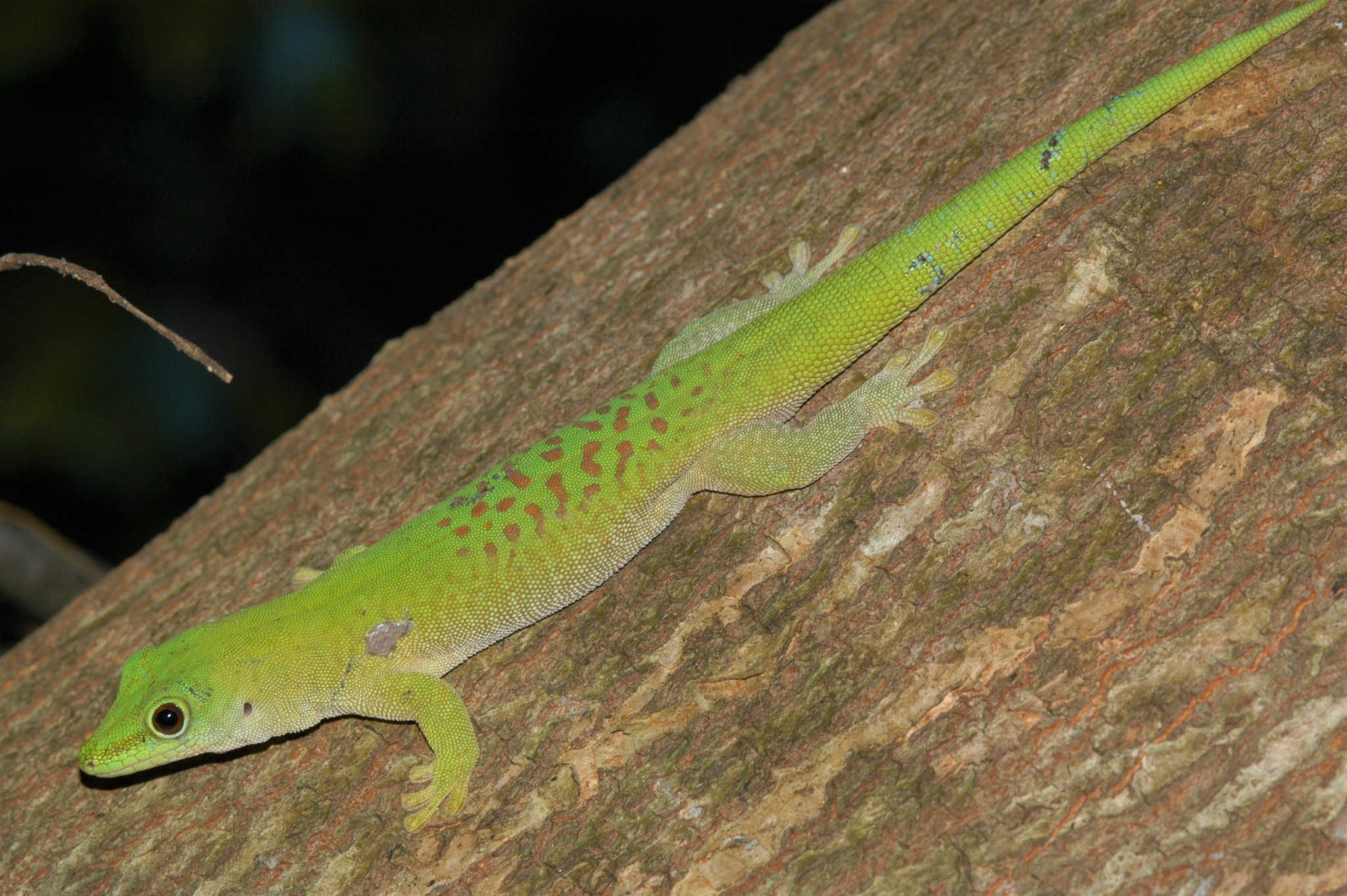 Koch's Giant Day Gecko (Phelsuma kochi) · iNaturalist