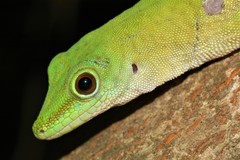 Phelsuma kochi