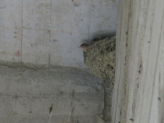 Ptyonoprogne rupestris