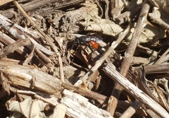 Sphecodes albilabris