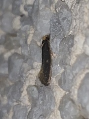 Monopis nigricantella