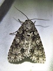 Acronicta brumosa