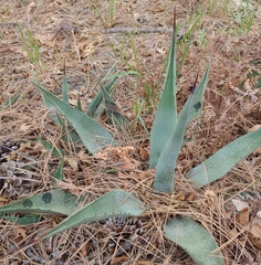 Agave chrysantha