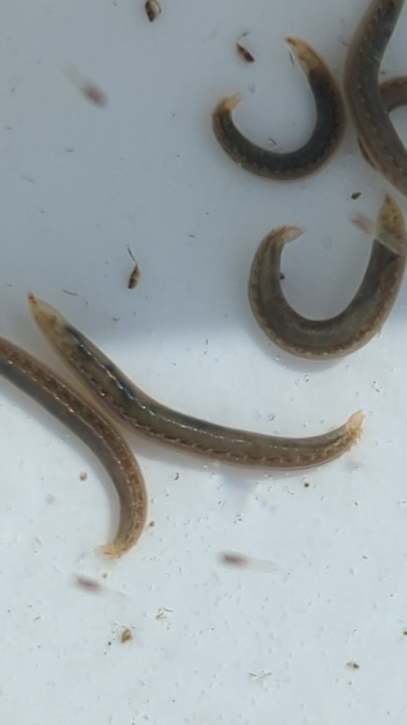 Armandia brevis