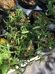 Eclipta prostrata image