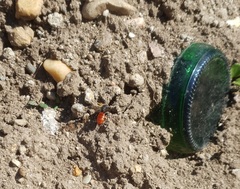 Sphecodes albilabris